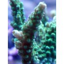 Acropora Tumida  - Enzmann Acropora