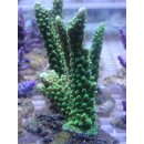 Acropora Tumida  - Enzmann Acropora