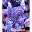 Acropora sp Blau