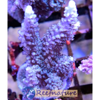 Acropora sp Blau Small bis 5cm