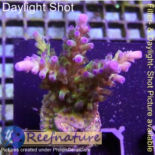 4B1-8 WYSIWYG - Acropora Electric Miyagi  Höhe 48mm