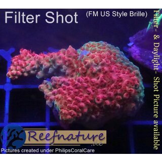 4B2-6 WYSIWYG - Acropora Red Planet, Höhe 33mm