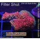 4B2-6 WYSIWYG - Acropora Red Planet, Höhe 33mm