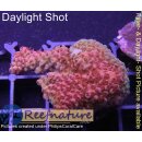 4B2-6 WYSIWYG - Acropora Red Planet, Höhe 33mm