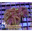 4L1-3 WYSIWYG - Euphyllia glabrescens Dragon Soul DARK, 1-2 Kopf