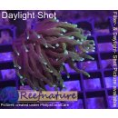 4L1-3 WYSIWYG - Euphyllia glabrescens Dragon Soul DARK, 2...