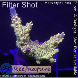 4B1-2 WYSIWYG - Acropora pikachu Höhe 42mm