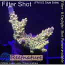 4B1-2 WYSIWYG - Acropora pikachu Höhe 42mm