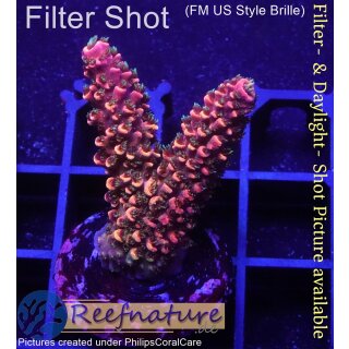 4B1-3 WYSIWYG - Acropora Red Robin, Höhe 35mm