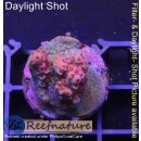 4B1-3 WYSIWYG - Acropora Red Planet, Höhe 21mm