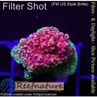 4B1-4 WYSIWYG - Acropora Red Planet, Höhe 23mm