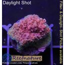 4B1-4 WYSIWYG - Acropora Red Planet, Höhe 23mm