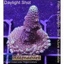 4B1-5 WYSIWYG - Acropora spathulata , Höhe 35mm