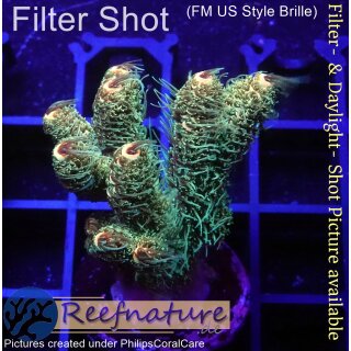 4B1-6 WYSIWYG - Acropora millepora Höhe 38mm