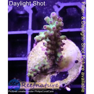 4B1-7 WYSIWYG - Acropora sp. summer time, Höhe 38mm