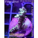 4B1-7 WYSIWYG - Acropora sp. summer time, Höhe 38mm