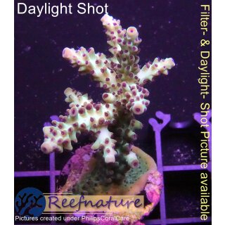 4B2-1 WYSIWYG - Acropora sp. summer time, Höhe 50mm