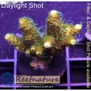 4B2-1 WYSIWYG - Acropora millepora, Höhe 42mm