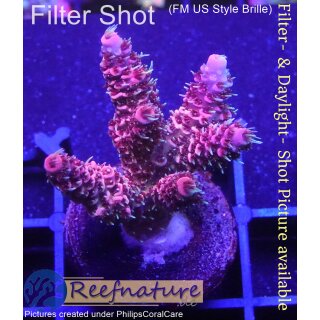 4B2-2 WYSIWYG - Acropora millepora, Höhe 36mm