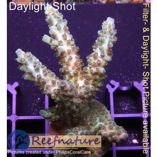 4B2-3 WYSIWYG - Acropora sp., Höhe 58mm