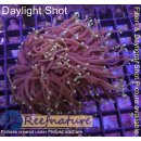 4L3-3 WYSIWYG - Euphyllia glabrescens Black Torch 3/2...