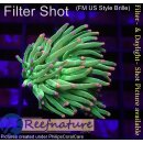 4L4-5 WYSIWYG - Euphyllia glabrescens "Cotton...