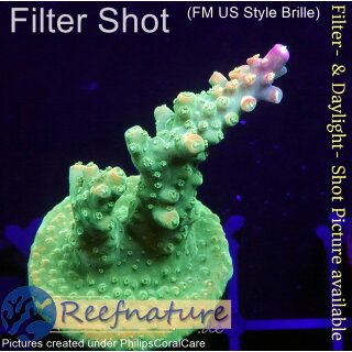 4C1-1 WYSIWYG - Acropora  Mango Garden  Höhe 37mm