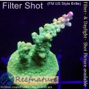 4C1-1 WYSIWYG - Acropora  Mango Garden  Höhe 37mm