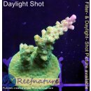 4C1-1 WYSIWYG - Acropora  Mango Garden  Höhe 37mm