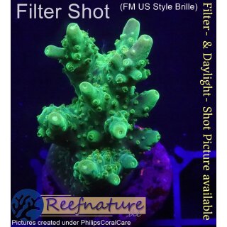 4C1-2 WYSIWYG - Acropora sp. green Höhe 36mm