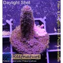 4C1-2 WYSIWYG - Acropora millepora sp. Höhe 46mm