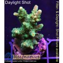 4C1-2 WYSIWYG - Acropora sp. green Höhe 36mm