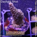 4C1-4 WYSIWYG - Acropora tenuis Höhe 36mm