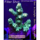 4C1-5 WYSIWYG - Acropora millepora sunset (Indonesien)...