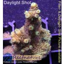 4C1-5 WYSIWYG - Acropora spathulatata gelb Höhe 44mm