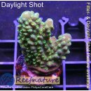 4C1-7 WYSIWYG - Acropora humilis Grün Höhe 40mm