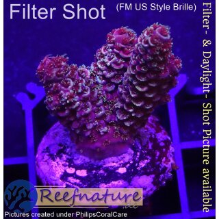 4C1-8 WYSIWYG - Acropora spathulata, Höhe 32mm