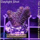 4C1-8 WYSIWYG - Acropora spathulata, Höhe 32mm