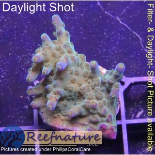 4C2-2 WYSIWYG - Acropora granulosa Table Höhe 26mm