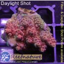 4A2-1 WYSIWYG - Acropora Red Planet Tischacropora Höhe 26mm