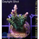 4A3-2 WYSIWYG - Acropora pink paletta Höhe 38mm