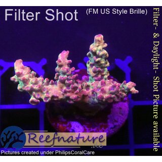 4A3-3 WYSIWYG - Acropora sp. Höhe 30mm