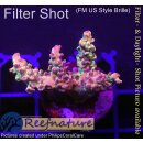 4A3-3 WYSIWYG - Acropora sp. Höhe 30mm