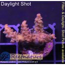 4A3-3 WYSIWYG - Acropora sp. Höhe 30mm