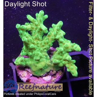 4C2-4 WYSIWYG - Acropora Gelb, Tischkoralle Höhe 30mm