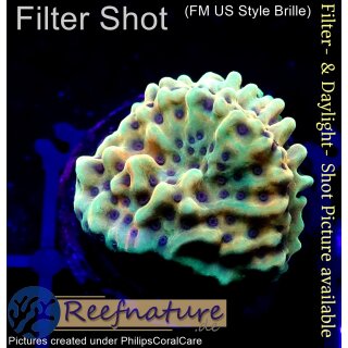 4C2-4 WYSIWYG - Montipora CrazyT