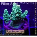 4C2-3 WYSIWYG - Acropora sp. Höhe 25mm