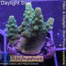 4C2-3 WYSIWYG - Acropora sp. Höhe 25mm