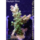 4C2-6 WYSIWYG - Acropora Mango Garden Höhe 40mm