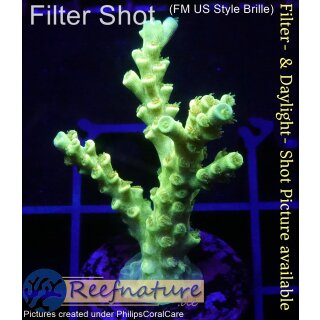 4A3-1 WYSIWYG - Acropora batunai Höhe 45mm